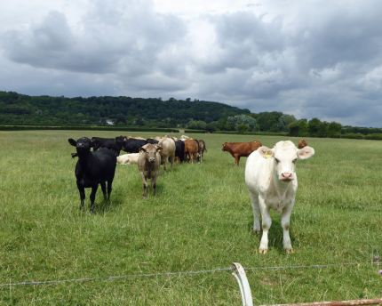 Ranchers, environmentalists no longer at odds